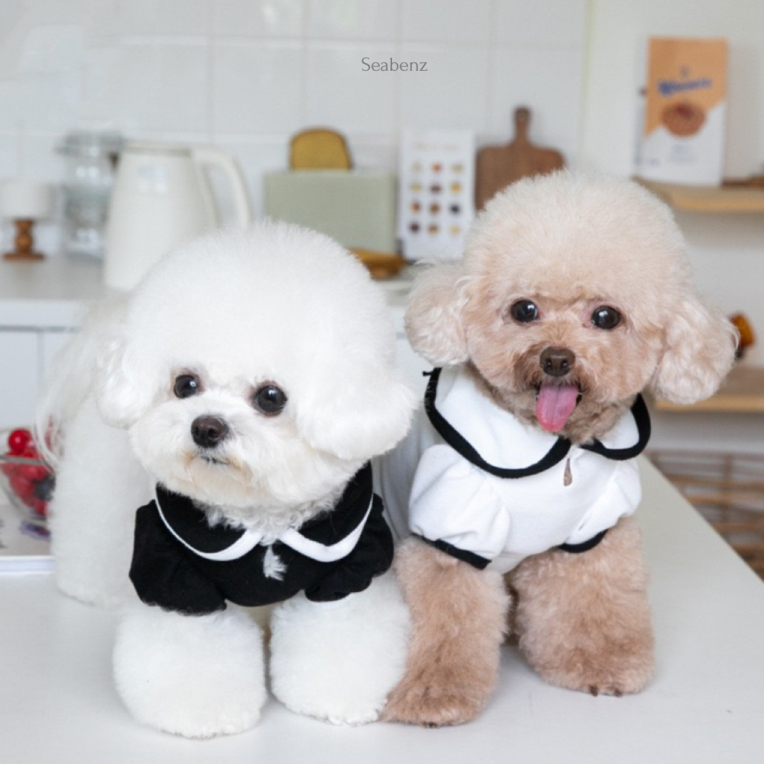 Oxford Bow Collar Clothing