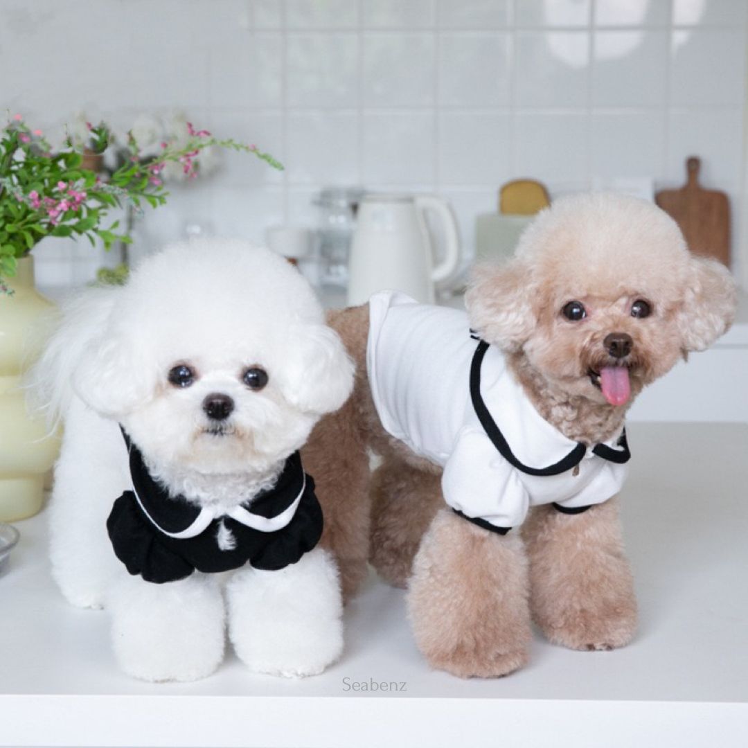 Oxford Bow Collar Clothing