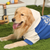 Cujo Hoodie Clothing