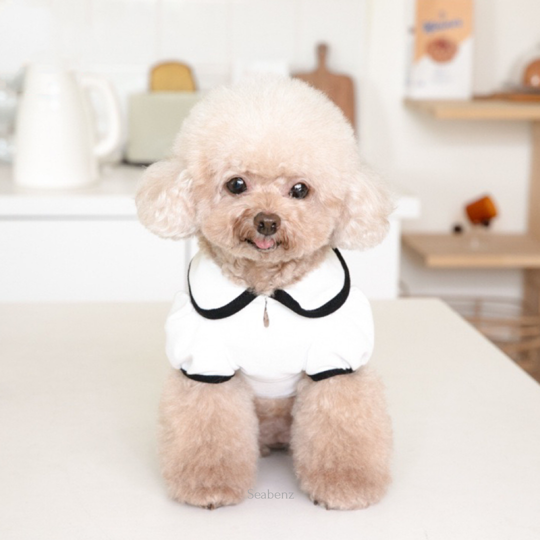 Oxford Bow Collar Clothing