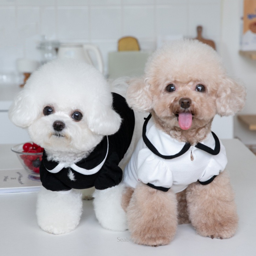 Oxford Bow Collar Clothing