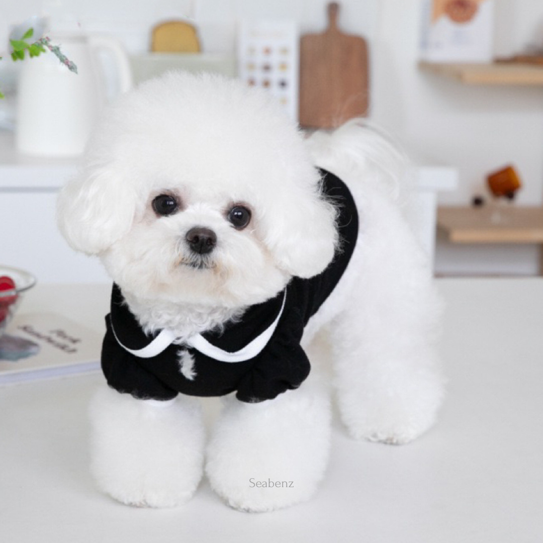 Oxford Bow Collar Clothing