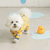 Mahodara Pet Waterproof  Raincoat