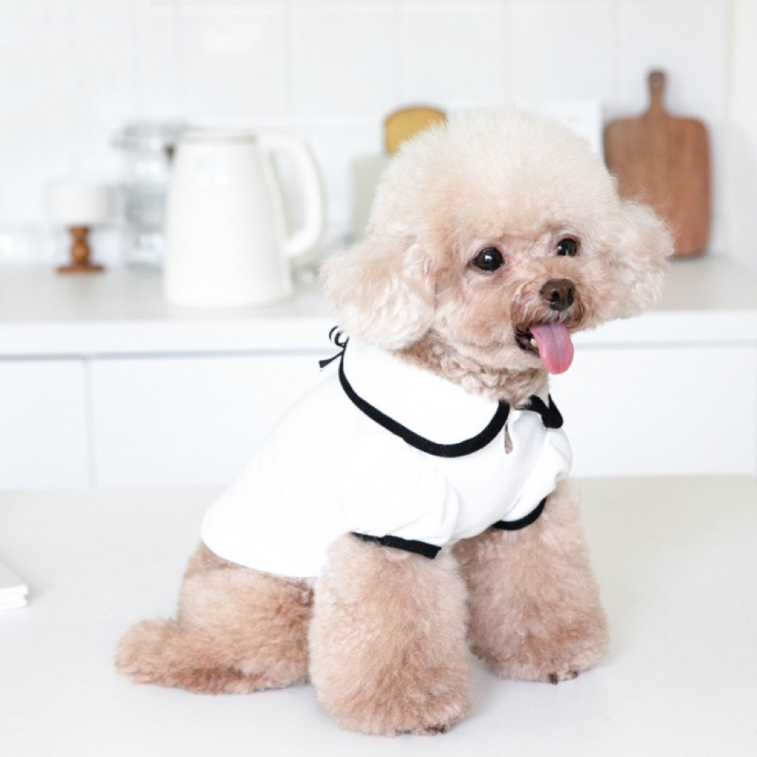 Oxford Bow Collar Clothing